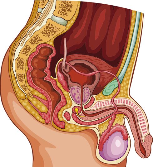 Aparato genital masculino